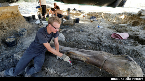 Dinosaur Bone have been found in France Dinosaur Bone have been found in France