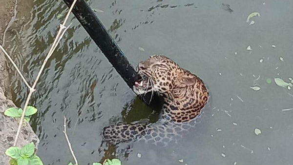 Maharashtra: A leopard was rescued by Shirur Range Rescue team Maharashtra: A leopard was rescued by Shirur Range Rescue team