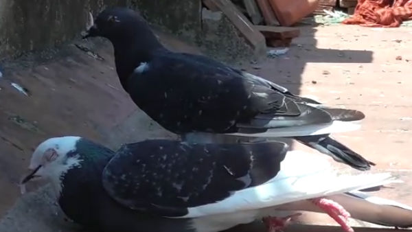 விசாரணை