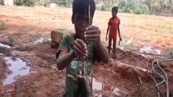 எலிகள்