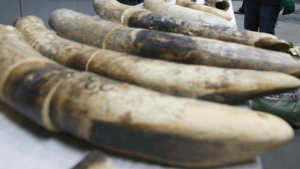 Elephant ivory and pangolin scales sezied by singapore Customs and Immigration Elephant ivory and pangolin scales sezied by singapore Customs and Immigration