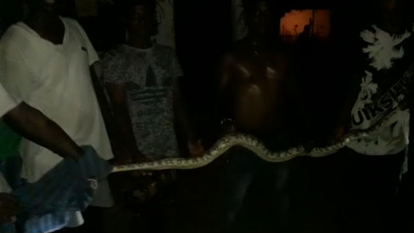 7 feet long Snake caught near Thiruvallur 7 feet long Snake caught near Thiruvallur