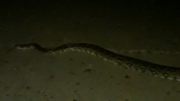 7 feet long Snake caught near Thiruvallur 7 feet long Snake caught near Thiruvallur