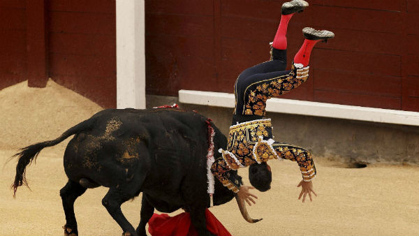 The bull riding festival began in Spain The bull riding festival began in Spain