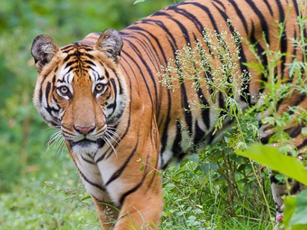 புலிகளின் எண்ணிக்கை