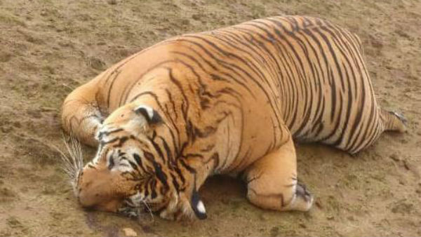 Tiger died near Ooty Tiger died near Ooty