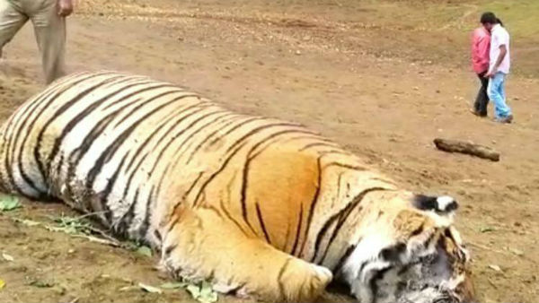 Tiger died near Ooty Tiger died near Ooty