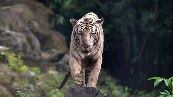 India’s tiger population has doubled since 2006 India’s tiger population has doubled since 2006