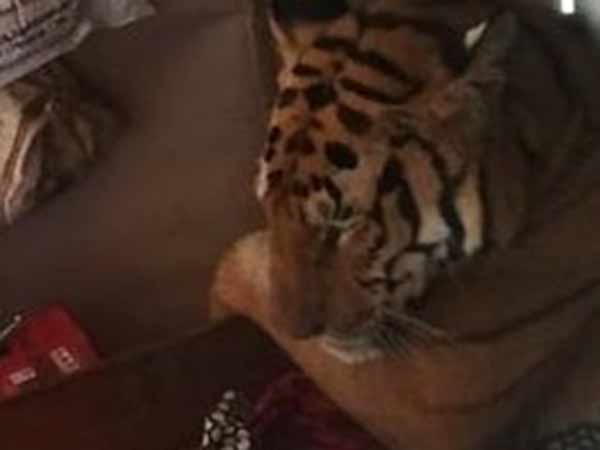 வீட்டிற்குள் புகுந்த புலி