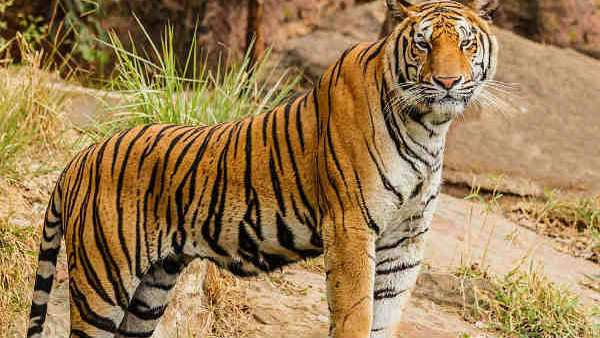 India’s tiger population has doubled since 2006 India’s tiger population has doubled since 2006