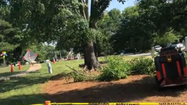 A death of the tree A death of the tree