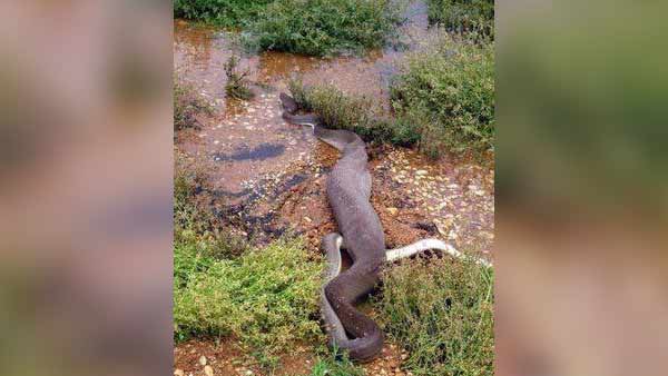Viral photos about Python swallows Crocodile in Australia Viral photos about Python swallows Crocodile in Australia