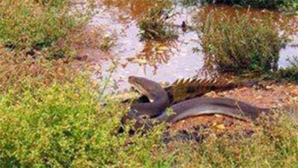 Viral photos about Python swallows Crocodile in Australia Viral photos about Python swallows Crocodile in Australia