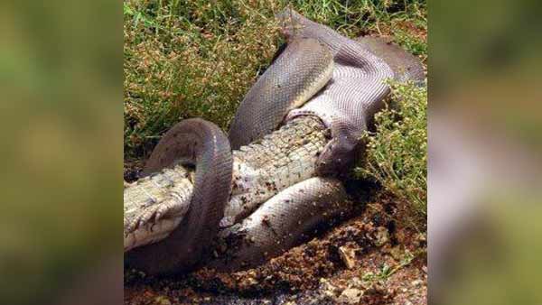 Viral photos about Python swallows Crocodile in Australia Viral photos about Python swallows Crocodile in Australia