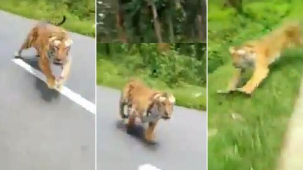 Viral Video about Tiger chasing youngsters in Nilgiri District Viral Video about Tiger chasing youngsters in Nilgiri District