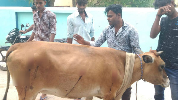 Three Cows attacked near Ambur Three Cows attacked near Ambur