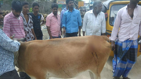 Three Cows attacked near Ambur Three Cows attacked near Ambur
