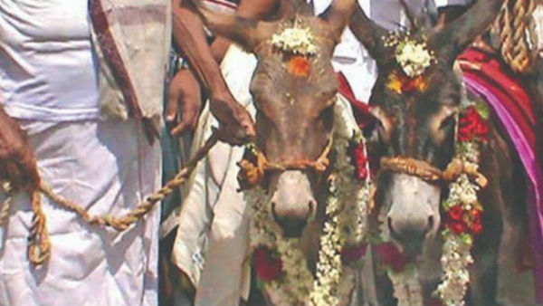 Pray for rain, Getting married to donkey near Mettupalayam Pray for rain, Getting married to donkey near Mettupalayam