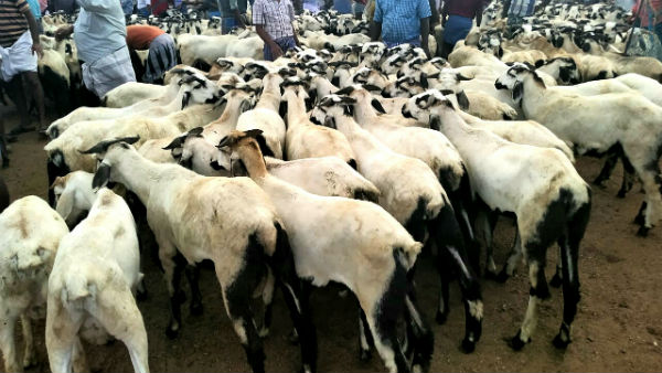 Goat sales are on rise in Trichy Goat sales are on rise in Trichy