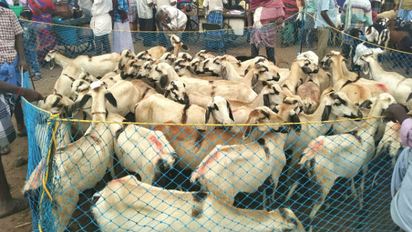 Goat sales are on rise in Trichy Goat sales are on rise in Trichy
