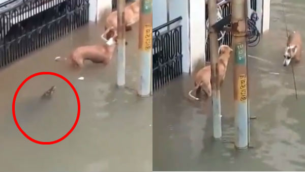 Crocodiles entered the Vadodara city Crocodiles entered the Vadodara city