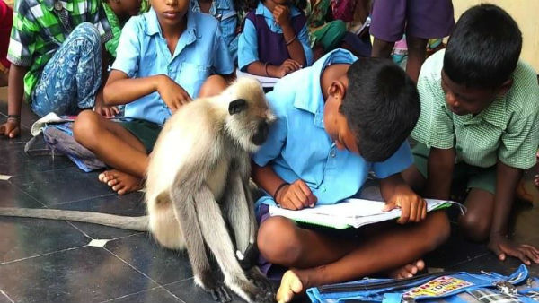 monkey studies with kits at school in Andhra Pradesh monkey studies with kits at school in Andhra Pradesh
