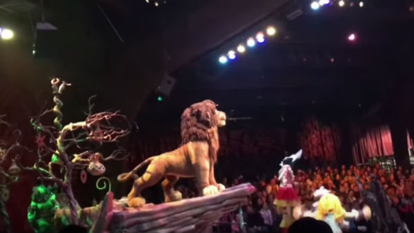 Real Lion king in Florida Show Real Lion king in Florida Show