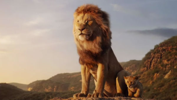 Real Lion king in Florida Show Real Lion king in Florida Show