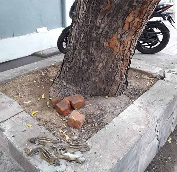 puducherry gypsies hunt squirrels in a dangerous way puducherry gypsies hunt squirrels in a dangerous way