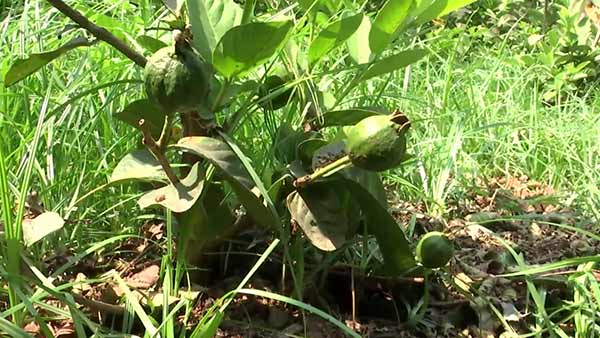 மண்கட்டு முறை