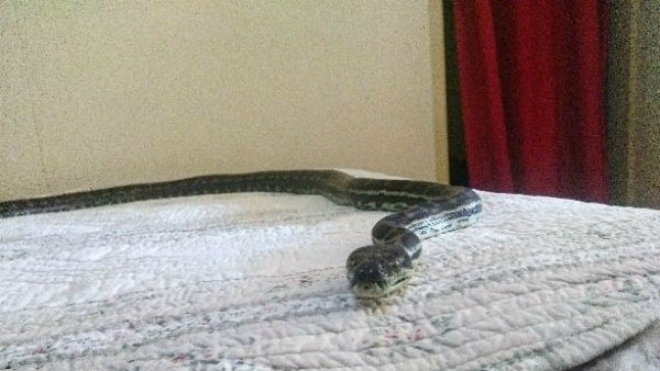 Large Python Falls Through Ceiling Light Fitting Onto Bed at australia Large Python Falls Through Ceiling Light Fitting Onto Bed at australia