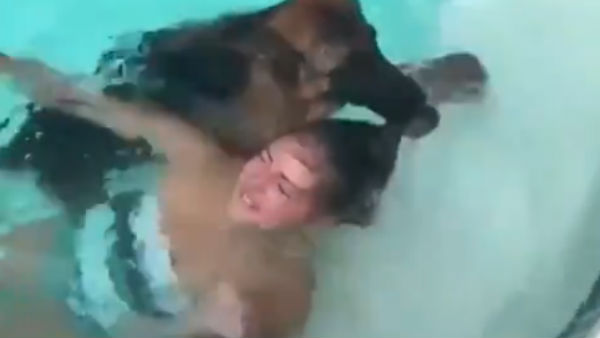 German Shepherd saves life of a lady German Shepherd saves life of a lady