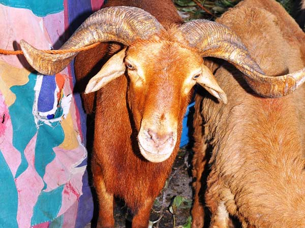 திரிபுராவில் ஆடு கோழி பல்லியிட தடை