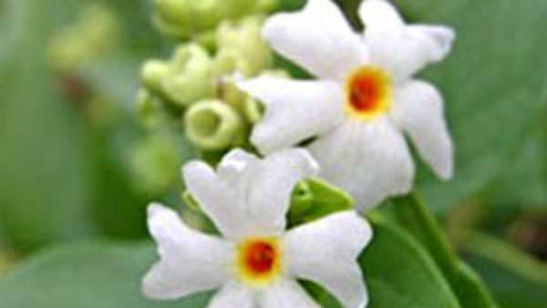 கிருமி நாசினி