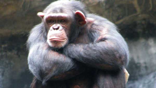 ED attaches Chimpanzees in money laundering case ED attaches Chimpanzees in money laundering case