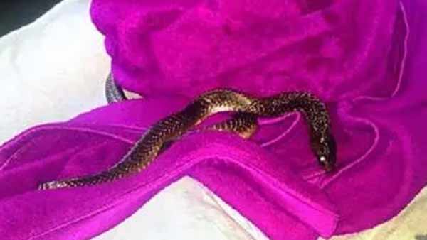 தூக்கிச்சென்ற வனத்துறை