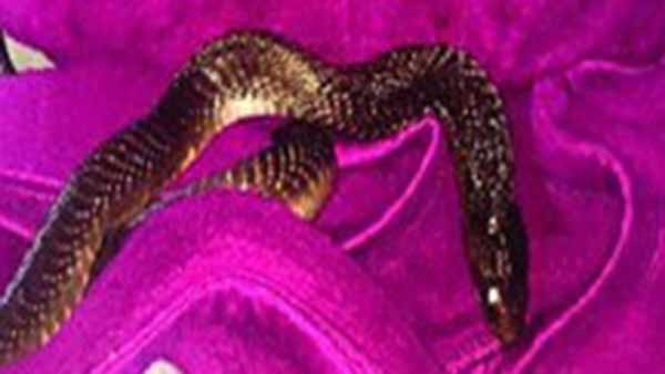 மஞ்சலி அதிர்ச்சி