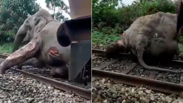 A video shows that train hits elephant and drags it to 30 metre in West Bengal A video shows that train hits elephant and drags it to 30 metre in West Bengal