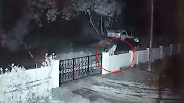 Leopard enters home runs away with pet dog near Karnataka Leopard enters home runs away with pet dog near Karnataka