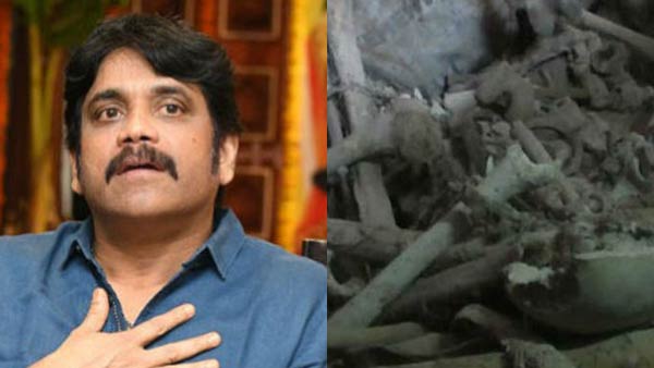 Man’s skeleton found at actor Nagarjuna’s farm near hyderabad Man’s skeleton found at actor Nagarjuna’s farm near hyderabad