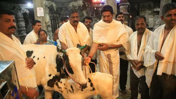 Ops son donate cow to the dhanumalayan temple Ops son donate cow to the dhanumalayan temple
