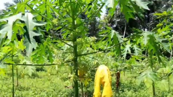 arumanai papaya farmer complains agri officer for failed crop arumanai papaya farmer complains agri officer for failed crop