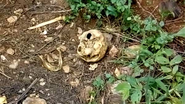 skeleton bones found in sathuragiri forest skeleton bones found in sathuragiri forest