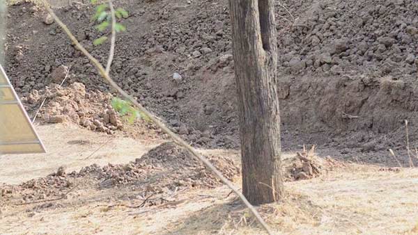 spot the hidden leopord in this picture spot the hidden leopord in this picture