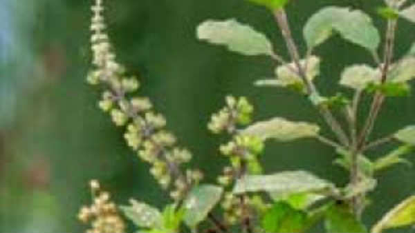 சித்தர்கள் போற்றும் துளசி