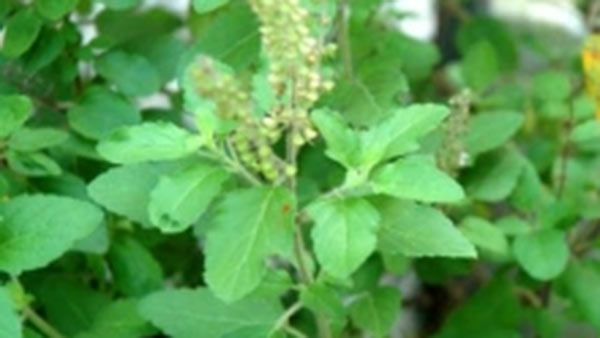 துளசி தீர்த்தம் மருத்துவ குணங்கள்