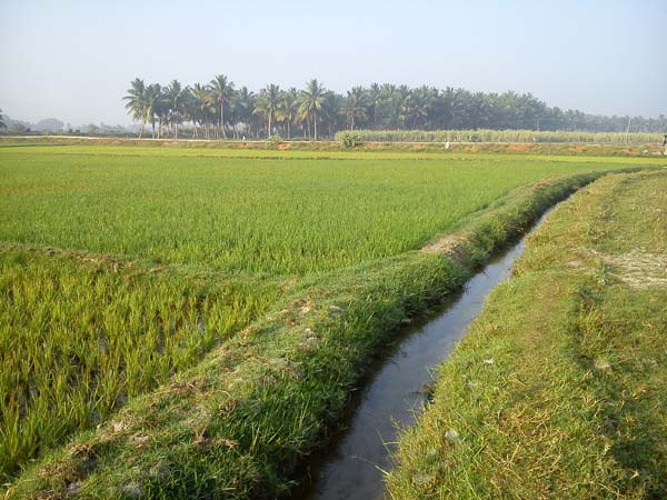 நீரோடும் வாய்க்கால்கள்
