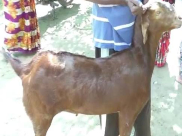 நடவடிக்கை