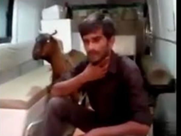 ஆட்டுக்குட்டிக்கு காயம்