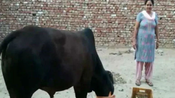 A bull ate about 40 grams of gold ornaments that belonged to a woman living in sirsa, Haryana A bull ate about 40 grams of gold ornaments that belonged to a woman living in sirsa, Haryana